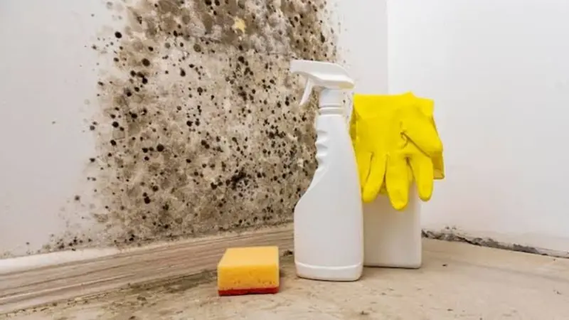 Black mold spots on a wall beside a spray bottle, sponge and rubber gloves
